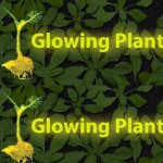 glowing plant